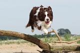 BORDER COLLIE 488